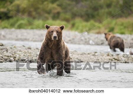 "Brown Bear (Ursus arctos) standing in water, Katmai National Park, Alaska, United States, North America" View Large Photo Image Stock Image - "Brown Bear (Ursus arctos) standing in water, Katmai National Park, Alaska, United States, North America". Fotosearch