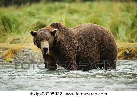 "Brown Bear (Ursus arctos) standing in the river, looking for salmon, Katmai National Park, Alaska" View Large Photo Image Stock Image - "Brown Bear (Ursus arctos) standing in the river, looking for salmon, Katmai National Park, Alaska". Fotosearch