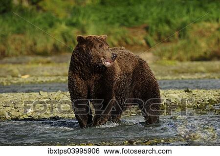 "Brown Bear (Ursus arctos) standing in the river and waiting for salmon, Katmai National Park, Alaska" View Large Photo Image Stock Photograph - "Brown Bear (Ursus arctos) standing in the river and waiting for salmon, Katmai National Park, Alaska". Fotosearch