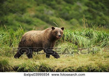 "Brown Bear (Ursus arctos) walking across a meadow, Katmai National Park, Alaska" View Large Photo Image Picture - "Brown Bear (Ursus arctos) walking across a meadow, Katmai National Park, Alaska". Fotosearch