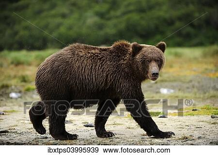 "Brown Bear (Ursus arctos) walking along a riverbank, Katmai National Park, Alaska" View Large Photo Image Stock Photo - "Brown Bear (Ursus arctos) walking along a riverbank, Katmai National Park, Alaska". Fotosearch
