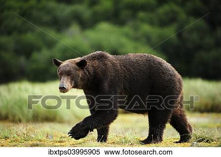 Stock Photography - "Brown Bear (Ursus arctos) walking across a meadow, Katmai National Park, Alaska". Fotosearch