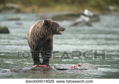 "Brown Bear (Ursus arctos) with fish leftovers, Chilkoot River, Haines, Alaska, United States, North America" View Large Photo Image Stock Photo - "Brown Bear (Ursus arctos) with fish leftovers, Chilkoot River, Haines, Alaska, United States, North America". Fotosearch