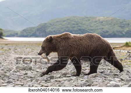 "Brown Bear (Ursus arctos) with fish, Katmai National Park, Alaska, United States, North America" View Large Photo Image Stock Photograph - "Brown Bear (Ursus arctos) with fish, Katmai National Park, Alaska, United States, North America". Fotosearch