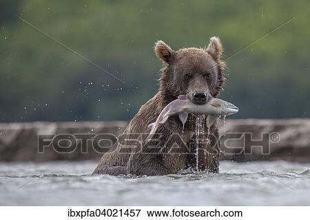 "Brown bear (Ursus arctos), with Sockeye Salmon (Oncorhynchus nerka), Kamchatka, Russia, Europe" View Large Photo Image Stock Photo - "Brown bear (Ursus arctos), with Sockeye Salmon (Oncorhynchus nerka), Kamchatka, Russia, Europe". Fotosearch