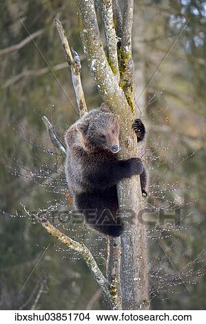 "Brown Bear (Ursus arctos), young, climbing a tree, captive, Juraparc, Canton of Vaud, Switzerland, Europe" View Large Photo Image Picture - "Brown Bear (Ursus arctos), young, climbing a tree, captive, Juraparc, Canton of Vaud, Switzerland, Europe". Fotosearch