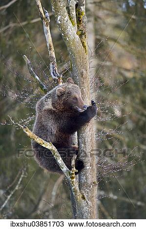 "Brown Bear (Ursus arctos), young, climbing a tree, captive, Juraparc, Canton of Vaud, Switzerland, Europe" View Large Photo Image Stock Image - "Brown Bear (Ursus arctos), young, climbing a tree, captive, Juraparc, Canton of Vaud, Switzerland, Europe". Fotosearch