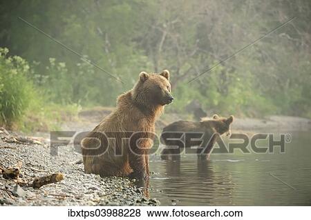 "Brown Bears (Ursus arctos), adult female with young, on the lakeshore in the early morning, Kurile Lake, Kamchatka Peninsula, Russia, Europe" View Large Photo Image Stock Photo - "Brown Bears (Ursus arctos), adult female with young, on the lakeshore in the early morning, Kurile Lake, Kamchatka Peninsula, Russia, Europe". Fotosearch