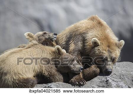 "Brown bears (Ursus arctos), after suckling, Kamchatka, Russia, Europe" View Large Photo Image Stock Photography - "Brown bears (Ursus arctos), after suckling, Kamchatka, Russia, Europe". Fotosearch