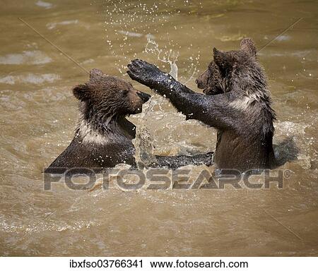 "Brown Bears (Ursus arctos), cubs playing in the water, Bavarian Forest National Park game reserve, Neuschonau, Lower Bavaria, Bavaria, Germany, Europe" View Large Photo Image Stock Image - "Brown Bears (Ursus arctos), cubs playing in the water, Bavarian Forest National Park game reserve, Neuschonau, Lower Bavaria, Bavaria, Germany, Europe". Fotosearch
