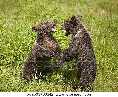 "Brown Bears (Ursus arctos) cubs playing on a meadow, Bavarian Forest National Park game reserve, Neuschonau, Lower Bavaria, Bavaria, Germany, Europe" View Large Photo Image Stock Image - "Brown Bears (Ursus arctos) cubs playing on a meadow, Bavarian Forest National Park game reserve, Neuschonau, Lower Bavaria, Bavaria, Germany, Europe". Fotosearch