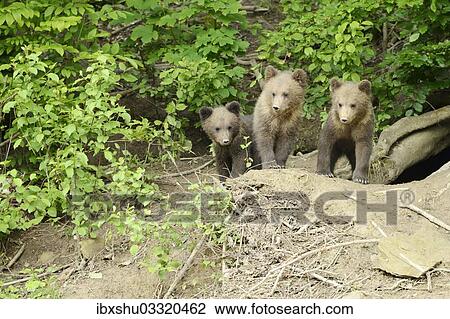 "Brown Bears (Ursus arctos), cubs standing in front of their den, captive, Switzerland, Europe" View Large Photo Image Stock Image - "Brown Bears (Ursus arctos), cubs standing in front of their den, captive, Switzerland, Europe". Fotosearch