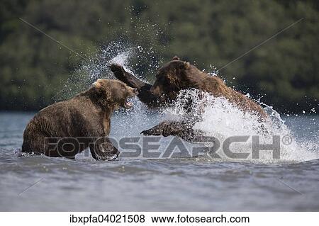 "Brown bears (Ursus arctos), fighting, Kamchatka, Russia, Europe" View Large Photo Image Stock Photo - "Brown bears (Ursus arctos), fighting, Kamchatka, Russia, Europe". Fotosearch