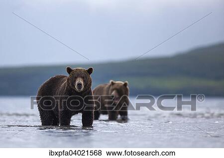 "Brown bears (Ursus arctos), Kamchatka, Russia, Europe" View Large Photo Image Stock Photo - "Brown bears (Ursus arctos), Kamchatka, Russia, Europe". Fotosearch