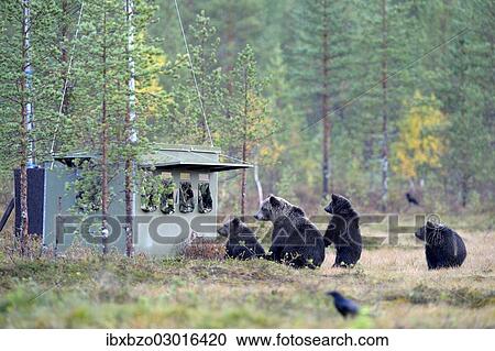 "Brown Bears (Ursus arctos), mother bear with cubs inspecting a photographer hiding in the autumnally coloured taiga or boreal forest, border area to Russia, Kuhmo, Karelia, Finland, Europe" View Large Photo Image Stock Image - "Brown Bears (Ursus arctos), mother bear with cubs inspecting a photographer hiding in the autumnally coloured taiga or boreal forest, border area to Russia, Kuhmo, Karelia, Finland, Europe". Fotosearch