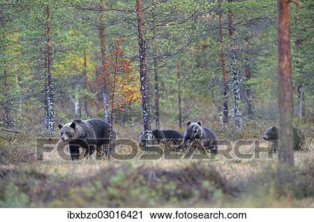 "Brown Bears (Ursus arctos), mother bear with her cubs in the autumnally coloured taiga or boreal forest, border area to Russia, Kuhmo, Karelia, Finland, Europe" View Large Photo Image Stock Image - "Brown Bears (Ursus arctos), mother bear with her cubs in the autumnally coloured taiga or boreal forest, border area to Russia, Kuhmo, Karelia, Finland, Europe". Fotosearch