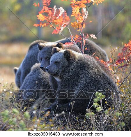 "Brown Bears (Ursus arctos), mother bear and cubs in the autumnally coloured taiga or boreal forest, border area to Russia, Kuhmo, Karelia, Finland, Europe" View Large Photo Image Stock Image - "Brown Bears (Ursus arctos), mother bear and cubs in the autumnally coloured taiga or boreal forest, border area to Russia, Kuhmo, Karelia, Finland, Europe". Fotosearch