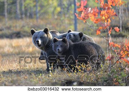"Brown Bears (Ursus arctos), mother bear and cubs in the autumnally coloured taiga or boreal forest in the last light, border area to Russia, Kuhmo, Karelia, Finland, Europe" View Large Photo Image Stock Image - "Brown Bears (Ursus arctos), mother bear and cubs in the autumnally coloured taiga or boreal forest in the last light, border area to Russia, Kuhmo, Karelia, Finland, Europe". Fotosearch