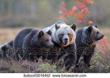 "Brown Bears (Ursus arctos), mother bear and cubs in the autumnally coloured taiga or boreal forest in the last light, border area to Russia, Kuhmo, Karelia, Finland, Europe" View Large Photo Image Stock Image - "Brown Bears (Ursus arctos), mother bear and cubs in the autumnally coloured taiga or boreal forest in the last light, border area to Russia, Kuhmo, Karelia, Finland, Europe". Fotosearch