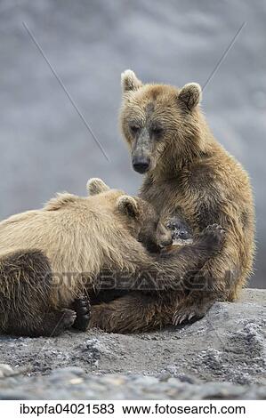 "Brown bears (Ursus arctos) mother suckling, Kamchatka, Russia, Europe" View Large Photo Image Stock Image - "Brown bears (Ursus arctos) mother suckling, Kamchatka, Russia, Europe". Fotosearch