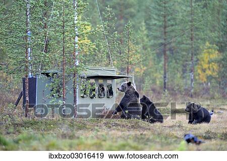 "Brown Bears (Ursus arctos), mother bear with cubs inspecting a photographer hiding in the autumnally coloured taiga or boreal forest, border area to Russia, Kuhmo, Karelia, Finland, Europe" View Large Photo Image Stock Photo - "Brown Bears (Ursus arctos), mother bear with cubs inspecting a photographer hiding in the autumnally coloured taiga or boreal forest, border area to Russia, Kuhmo, Karelia, Finland, Europe". Fotosearch