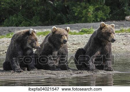"Brown bears (Ursus arctos), subadult animals, Kamchatka, Russia, Europe" View Large Photo Image Stock Photo - "Brown bears (Ursus arctos), subadult animals, Kamchatka, Russia, Europe". Fotosearch