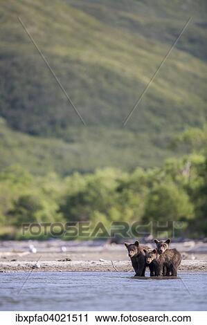 "Brown bears (Ursus arctos), trio, Kamchatka, Russia, Europe" View Large Photo Image Stock Image - "Brown bears (Ursus arctos), trio, Kamchatka, Russia, Europe". Fotosearch