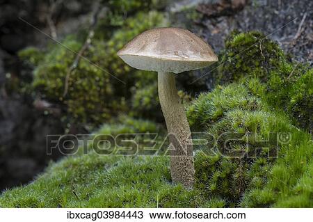 "Brown Birch Bolete (Leccinum scabrum), Henne, Region of Southern Denmark, Denmark, Europe" View Large Photo Image Stock Image - "Brown Birch Bolete (Leccinum scabrum), Henne, Region of Southern Denmark, Denmark, Europe". Fotosearch