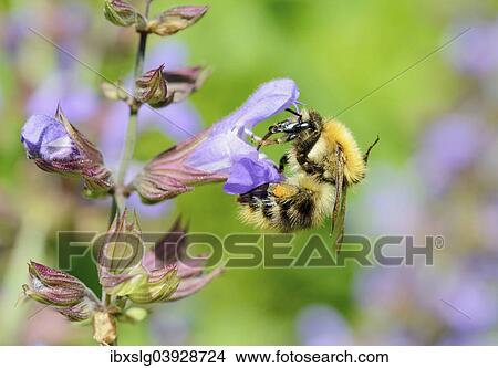 "Brown Bumblebee (Bombus pascuorum) worker bee collecting nectar on a Sage flower (Salvia triloba, Salvia officinalis)" View Large Photo Image Picture - "Brown Bumblebee (Bombus pascuorum) worker bee collecting nectar on a Sage flower (Salvia triloba, Salvia officinalis)". Fotosearch