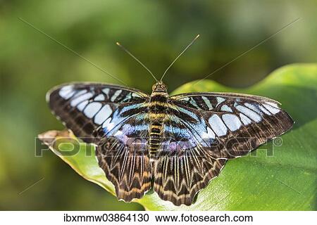 "Brown Clipper (Parthenos sylvia), butterfly house, botanical garden, Munich, Upper Bavaria, Bavaria, Germany, Europe" View Large Photo Image Stock Image - "Brown Clipper (Parthenos sylvia), butterfly house, botanical garden, Munich, Upper Bavaria, Bavaria, Germany, Europe". Fotosearch