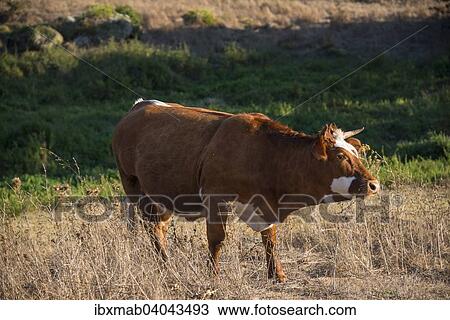 "Brown cow (Bos primigenius taurus) in the evening light, Corse-du-Sud, Corsica, France, Europe" View Large Photo Image Stock Image - "Brown cow (Bos primigenius taurus) in the evening light, Corse-du-Sud, Corsica, France, Europe". Fotosearch