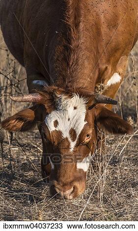 "Brown cow grazing, Corsica, France, Europe" View Large Photo Image Stock Image - "Brown cow grazing, Corsica, France, Europe". Fotosearch