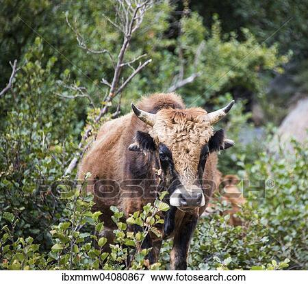 "Brown cow in the bushes, Corsica, France, Europe" View Large Photo Image Stock Photo - "Brown cow in the bushes, Corsica, France, Europe". Fotosearch