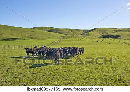 "Brown cows on a green pasture, Gisborne Region, North Island, New Zealand, Oceania" View Large Photo Image Stock Photography - "Brown cows on a green pasture, Gisborne Region, North Island, New Zealand, Oceania". Fotosearch
