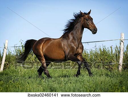 Brown English Thoroughbred gelding galloping across a paddock View Large Photo Image Stock Image - Brown English Thoroughbred gelding galloping across a paddock. Fotosearch