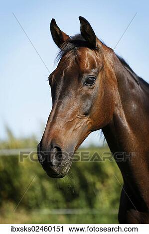 "Brown English Thoroughbred gelding, portrait" View Large Photo Image Stock Image - "Brown English Thoroughbred gelding, portrait". Fotosearch