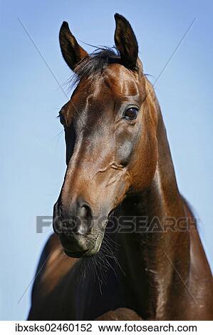"Brown English Thoroughbred gelding, portrait" View Large Photo Image Stock Image - "Brown English Thoroughbred gelding, portrait". Fotosearch