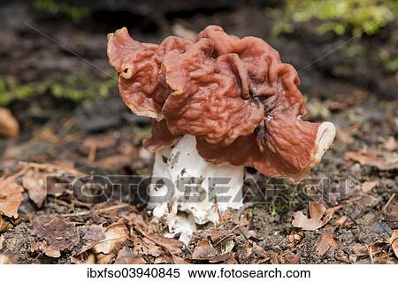 "Brown False Morel (Gyromitra fastigiata), rare, Hainich National Park, Thuringia, Germany, Europe" View Large Photo Image Stock Photography - "Brown False Morel (Gyromitra fastigiata), rare, Hainich National Park, Thuringia, Germany, Europe". Fotosearch