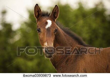 "Brown foal, 3 weeks, Westphalian, Munsterland, North Rhine-Westphalia, Germany, Europe" View Large Photo Image Stock Image - "Brown foal, 3 weeks, Westphalian, Munsterland, North Rhine-Westphalia, Germany, Europe". Fotosearch