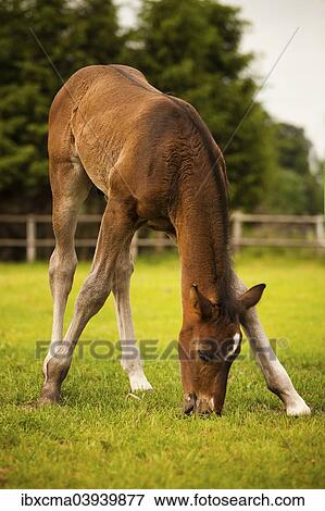 "Brown foal, 3 weeks, Westphalian, trying to graze, Munsterland, North Rhine-Westphalia, Germany, Europe" View Large Photo Image Stock Photo - "Brown foal, 3 weeks, Westphalian, trying to graze, Munsterland, North Rhine-Westphalia, Germany, Europe". Fotosearch