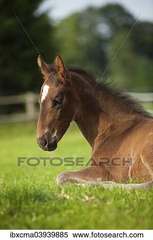 Stock Photography - "Brown foal, Westphalian, 3 weeks, lying in the grass, Munsterland, North Rhine-Westphalia, Germany, Europe". Fotosearch