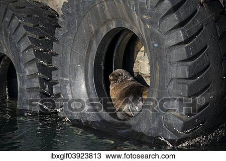 "Brown Fur Seal (Arctocephalus pusillus) in a tire on the harbour wall, Victoria and Alfred Waterfront, Cape Town, Western Cape, South Africa, Africa" View Large Photo Image Stock Image - "Brown Fur Seal (Arctocephalus pusillus) in a tire on the harbour wall, Victoria and Alfred Waterfront, Cape Town, Western Cape, South Africa, Africa". Fotosearch