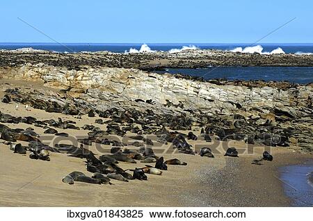 "Brown Fur Seal, Cape Fur Seal or South African Fur Seal (Arctocephalus pusillus), colony on the coast of the South Atlantic, Kleinzee, South Africa, Africa" View Large Photo Image Stock Photography - "Brown Fur Seal, Cape Fur Seal or South African Fur Seal (Arctocephalus pusillus), colony on the coast of the South Atlantic, Kleinzee, South Africa, Africa". Fotosearch