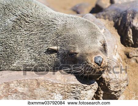 Picture - "Brown Fur Seal or Cape Fur Seal (Arctocephalus pusillus) resting on a rock, Dorob National Park, Cape Cross, Namibia, Africa". Fotosearch