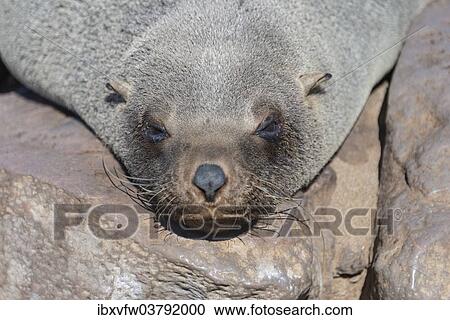 "Brown Fur Seal or Cape Fur Seal (Arctocephalus pusillus) sleeping on a rock, Dorob National Park, Cape Cross, Namibia, Africa" View Large Photo Image Stock Image - "Brown Fur Seal or Cape Fur Seal (Arctocephalus pusillus) sleeping on a rock, Dorob National Park, Cape Cross, Namibia, Africa". Fotosearch
