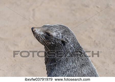 Stock Photo - "Brown Fur Seal or Cape Fur Seal (Arctocephalus pusillus), Dorob National Park, Cape Cross, Namibia, Africa". Fotosearch
