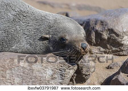 "Brown Fur Seal or Cape Fur Seal (Arctocephalus pusillus) lying on a rock, Dorob National Park, Cape Cross, Namibia, Africa" View Large Photo Image Stock Photo - "Brown Fur Seal or Cape Fur Seal (Arctocephalus pusillus) lying on a rock, Dorob National Park, Cape Cross, Namibia, Africa". Fotosearch