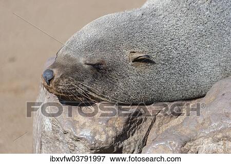 "Brown Fur Seal or Cape Fur Seal (Arctocephalus pusillus) sleeping on a rock, Dorob National Park, Cape Cross, Namibia, Africa" View Large Photo Image Stock Photo - "Brown Fur Seal or Cape Fur Seal (Arctocephalus pusillus) sleeping on a rock, Dorob National Park, Cape Cross, Namibia, Africa". Fotosearch