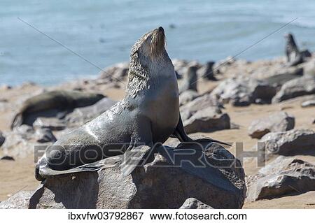 Stock Photo - "Brown Fur Seal or Cape Fur Seal (Arctocephalus pusillus), Dorob National Park, Cape Cross, Namibia, Africa". Fotosearch