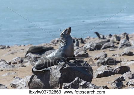 "Brown Fur Seal or Cape Fur Seal (Arctocephalus pusillus), Dorob National Park, Cape Cross, Namibia, Africa" View Large Photo Image Stock Photo - "Brown Fur Seal or Cape Fur Seal (Arctocephalus pusillus), Dorob National Park, Cape Cross, Namibia, Africa". Fotosearch